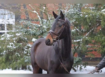 Hannoveraner, Stute, 7 Jahre, 166 cm, Dunkelbrauner