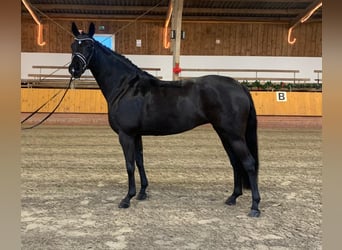 Hannoveraner, Stute, 7 Jahre, 166 cm, Rappe