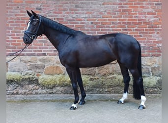 Hannoveraner, Stute, 7 Jahre, 166 cm, Rappe