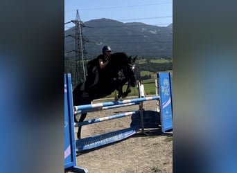 Hannoveraner, Stute, 7 Jahre, 166 cm, Rappe
