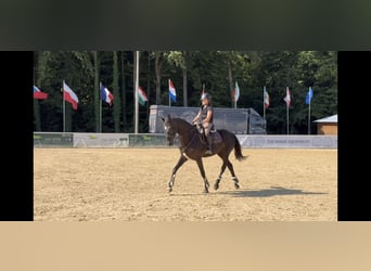 Hannoveraner, Stute, 7 Jahre, 166 cm, Rappe