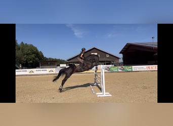 Hannoveraner, Stute, 7 Jahre, 166 cm, Rappe
