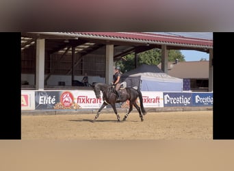 Hannoveraner, Stute, 7 Jahre, 166 cm, Rappe