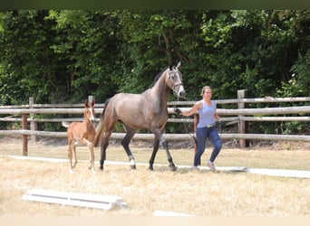 Hannoveraner, Stute, 7 Jahre, 166 cm, Schimmel