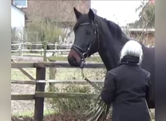 Hannoveraner, Stute, 7 Jahre, 166 cm, Schwarzbrauner