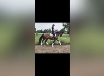 Hannoveraner, Stute, 7 Jahre, 167 cm, Brauner