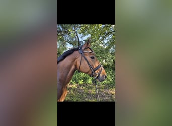 Hannoveraner, Stute, 7 Jahre, 167 cm, Brauner