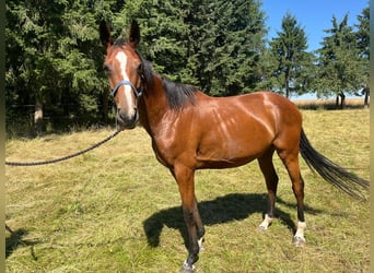 Hannoveraner, Stute, 7 Jahre, 167 cm, Brauner