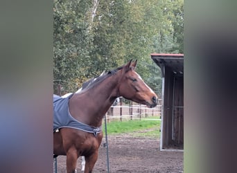 Hannoveraner, Stute, 7 Jahre, 167 cm, Brauner