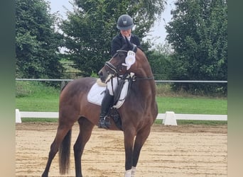 Hannoveraner, Stute, 7 Jahre, 167 cm, Dunkelbrauner