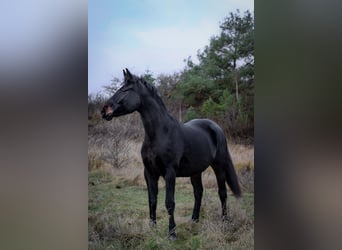 Hannoveraner, Stute, 7 Jahre, 167 cm, Dunkelbrauner