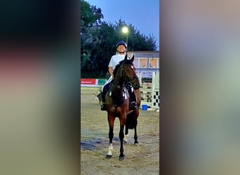 Hannoveraner, Stute, 7 Jahre, 167 cm, Dunkelbrauner