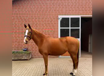 Hannoveraner, Stute, 7 Jahre, 167 cm, Fuchs