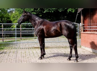 Hannoveraner, Stute, 7 Jahre, 167 cm, Rappe