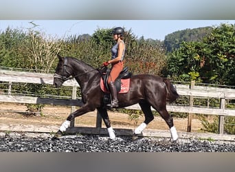 Hannoveraner, Stute, 7 Jahre, 167 cm, Rappe