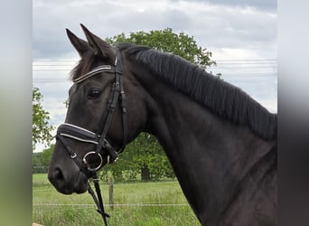 Hannoveraner, Stute, 7 Jahre, 167 cm, Rappe