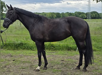 Hannoveraner, Stute, 7 Jahre, 167 cm, Rappe