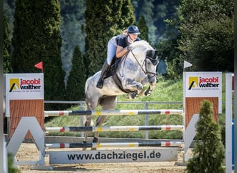 Hannoveraner, Stute, 7 Jahre, 168 cm, Apfelschimmel