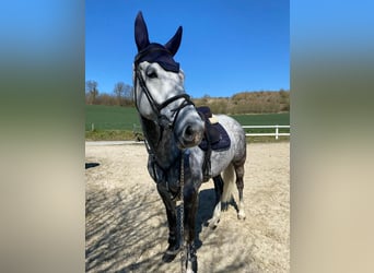 Hannoveraner, Stute, 7 Jahre, 168 cm, Apfelschimmel