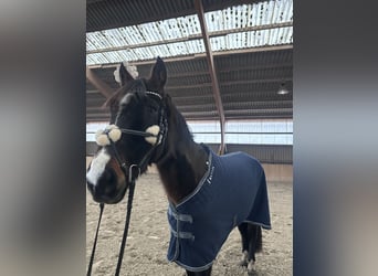 Hannoveraner, Stute, 7 Jahre, 168 cm, Brauner