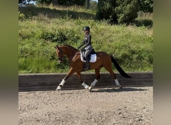 Hannoveraner, Stute, 7 Jahre, 168 cm, Brauner