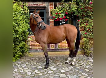 Hannoveraner, Stute, 7 Jahre, 168 cm, Brauner