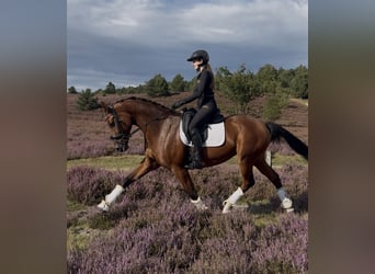 Hannoveraner, Stute, 7 Jahre, 168 cm, Brauner
