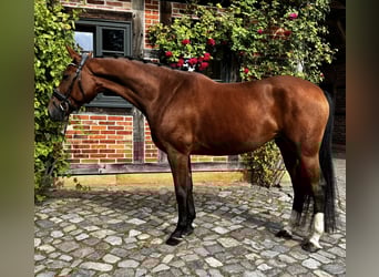 Hannoveraner, Stute, 7 Jahre, 168 cm, Brauner