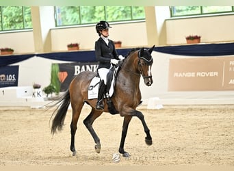 Hannoveraner, Stute, 7 Jahre, 168 cm, Brauner