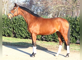 Hannoveraner, Stute, 7 Jahre, 168 cm, Brauner