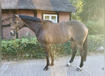 Hannoveraner, Stute, 7 Jahre, 168 cm, Brauner