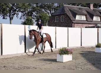 Hannoveraner, Stute, 7 Jahre, 168 cm, Brauner