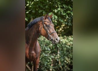 Hannoveraner, Stute, 7 Jahre, 168 cm, Brauner