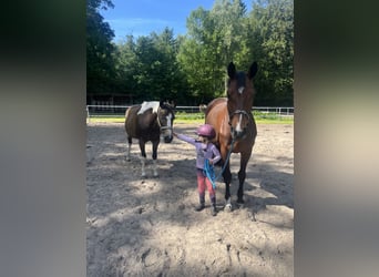 Hannoveraner, Stute, 7 Jahre, 168 cm, Brauner