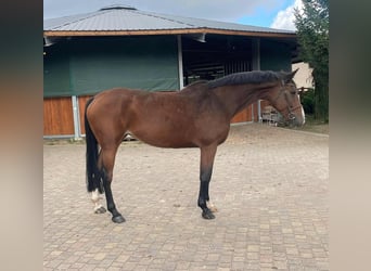 Hannoveraner, Stute, 7 Jahre, 168 cm, Brauner
