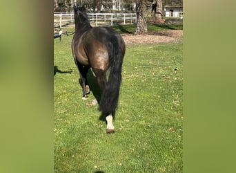 Hannoveraner, Stute, 7 Jahre, 168 cm, Dunkelbrauner