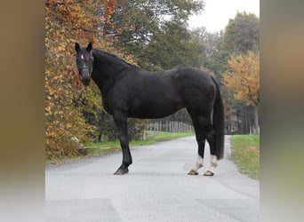 Hannoveraner, Stute, 7 Jahre, 168 cm, Dunkelbrauner