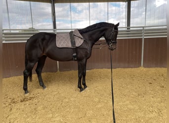 Hannoveraner, Stute, 7 Jahre, 168 cm, Dunkelbrauner