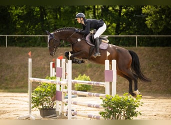 Hannoveraner, Stute, 7 Jahre, 168 cm, Dunkelbrauner