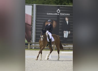 Hannoveraner, Stute, 7 Jahre, 168 cm, Dunkelfuchs