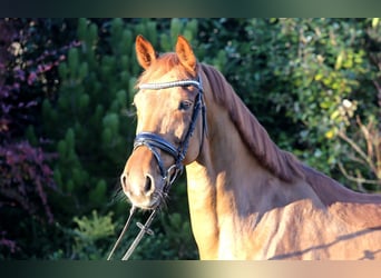 Hannoveraner, Stute, 7 Jahre, 168 cm, Fuchs