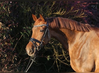 Hannoveraner, Stute, 7 Jahre, 168 cm, Fuchs