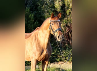 Hannoveraner, Stute, 7 Jahre, 168 cm, Fuchs