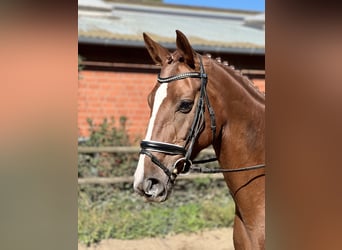 Hannoveraner, Stute, 7 Jahre, 168 cm, Fuchs Hannoveraner, Stute, 7 Jahre, 168 cm, Fuchs