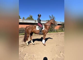 Hannoveraner, Stute, 7 Jahre, 168 cm, Fuchs Hannoveraner, Stute, 7 Jahre, 168 cm, Fuchs