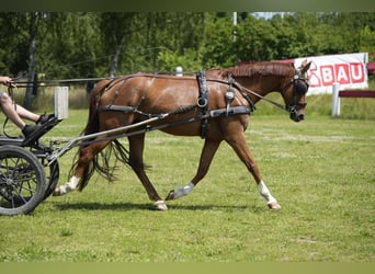 Hannoveraner, Stute, 7 Jahre, 168 cm, Fuchs