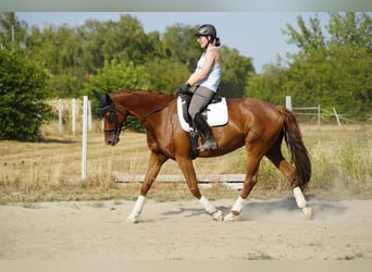 Hannoveraner, Stute, 7 Jahre, 168 cm, Fuchs