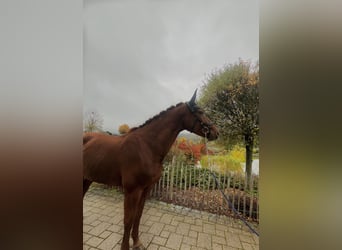 Hannoveraner, Stute, 7 Jahre, 168 cm, Fuchs