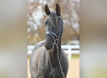 Hannoveraner, Stute, 7 Jahre, 168 cm, Rappe
