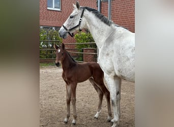 Hannoveraner, Stute, 7 Jahre, 168 cm, Schimmel